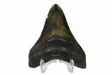 Fossil Megalodon Tooth - North Carolina #147026-2
